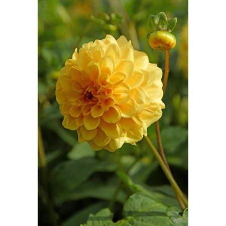 Golden Scepter Pompon Dahlia - 2 Top Size Root Clumps