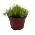 thumbnail image 1 of Golden Scotch Moss - Sagina Subulata aurea - Hardy Groundcover or Indoors - 2.5" Pot, 1 of 4