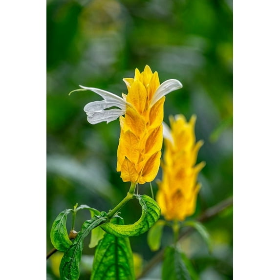Golden Shrimp Plant-lollipop plant by Lisa S. Engelbrecht (18 x 24)