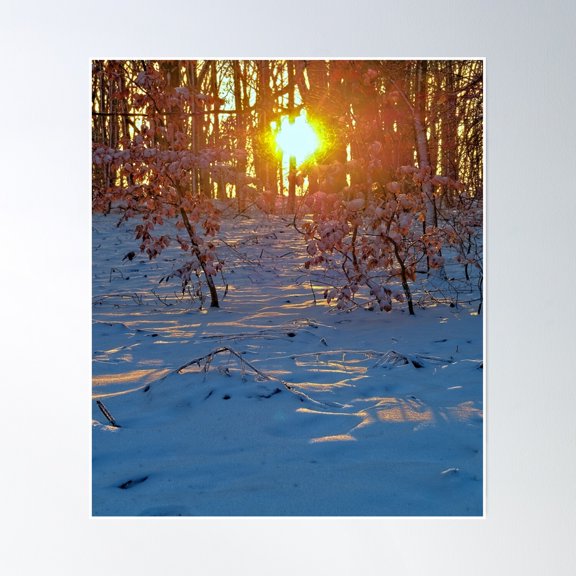 Golden Sun In The Backlight In The Winter Forest Poster Wall Art, Modern Wall Decor, 24x36 UNFRAMED