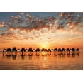 thumbnail image 1 of Golden Sunset On Cable Beach, Australia, a 1000-piece Puzzle by Educa, 1 of 2