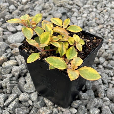 Golden Sunset Plant - 1 Live Starter Plant - Lysimachia Congestiflora - Colorful Beautiful Trailing Cascading Easy Care