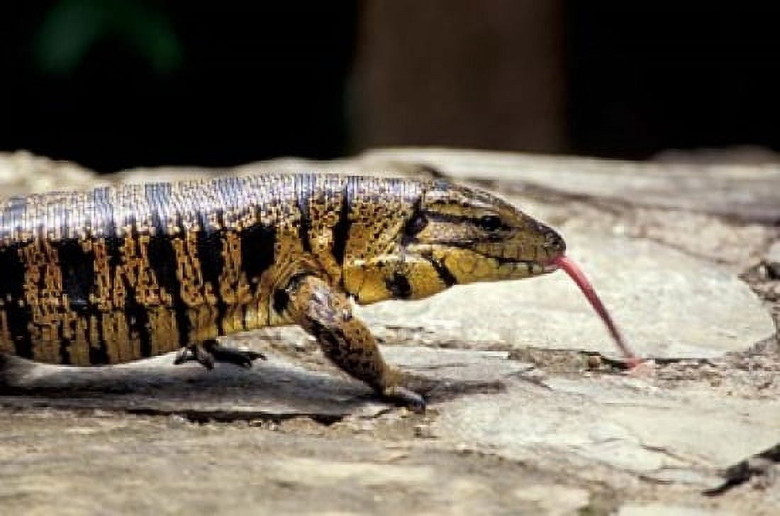 Golden Tegu Lizard Asa Wright Wildlife Sanctuary Trinidad Caribbean Canvas Art - Greg Johnston DanitaDelimont (36 x 24)