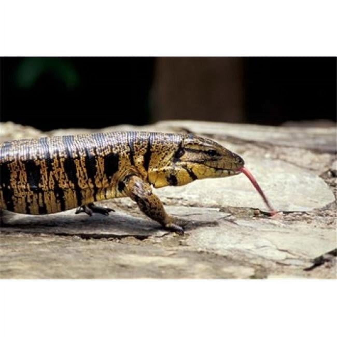 Golden Tegu Lizard Asa Wright Wildlife Sanctuary Trinidad Caribbean Print  by Greg Johnston - Walmart.com, image size:1300x1300