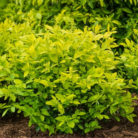 Direct Gardening Golden Vicary Privent Flowering Shrub potted starter plant