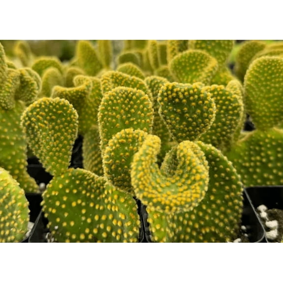 Golden Wavy Cactus Plant Live for Planting - Swirl Cactus Plant - Opuntia Microdasys Monstrosus Plant - 2,5 Inch Pot