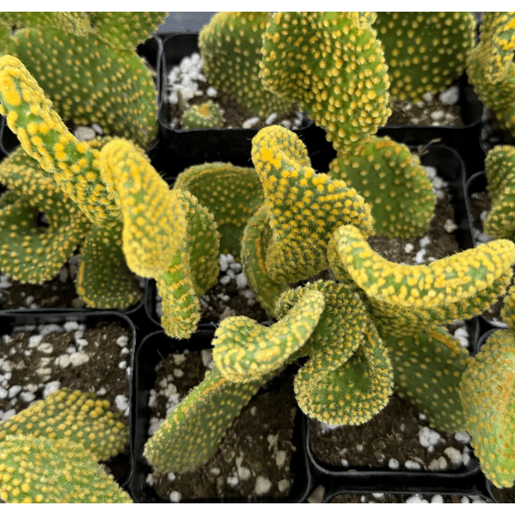 Golden Wavy Cactus Plant Swirl Cactus Opuntia Microdasys Monstrosus Succulent Plant 2.5"Pot