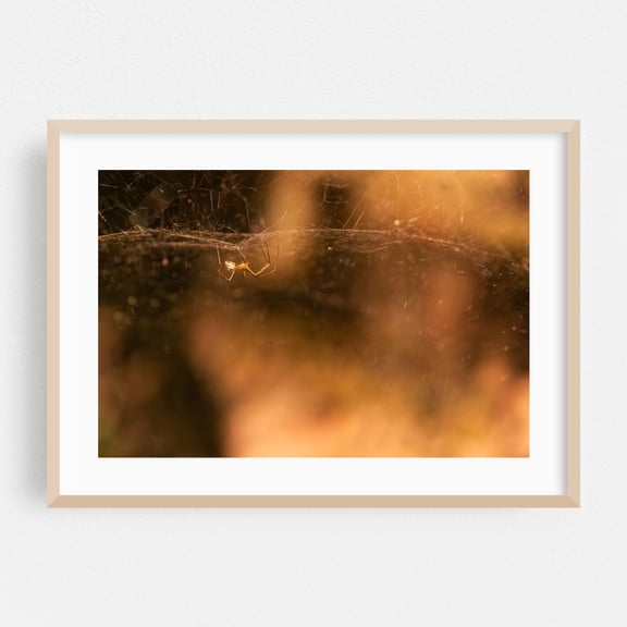 Golden Web Weaving - Photography Insect Nature Wildlife Autumn Mystical Oak Framed Wall Art Print 5 x 7 inches