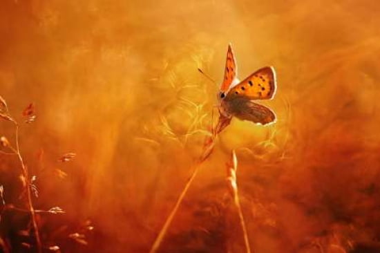Golden Wings Canvas Art - Rikard Strand (12 x 18)