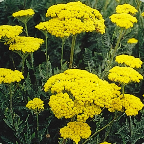 Mountain Valley Seed Company Golden Yarrow Flower Seeds, Non-GMO