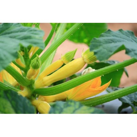 Golden Zucchini Seeds