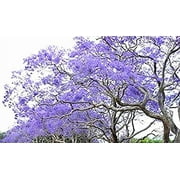 Golden Autumn Farm 25 Blue Jacaranda Tree Plant Seeds, Fragrant Trumpet Shaped Blooms