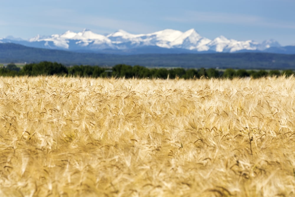 Golden barley field with a row of trees in the distance and snow covered mountains in the background with blue sky Alberta Canada Canvas Art - Michael Interisano Design Pics (38 x 24)