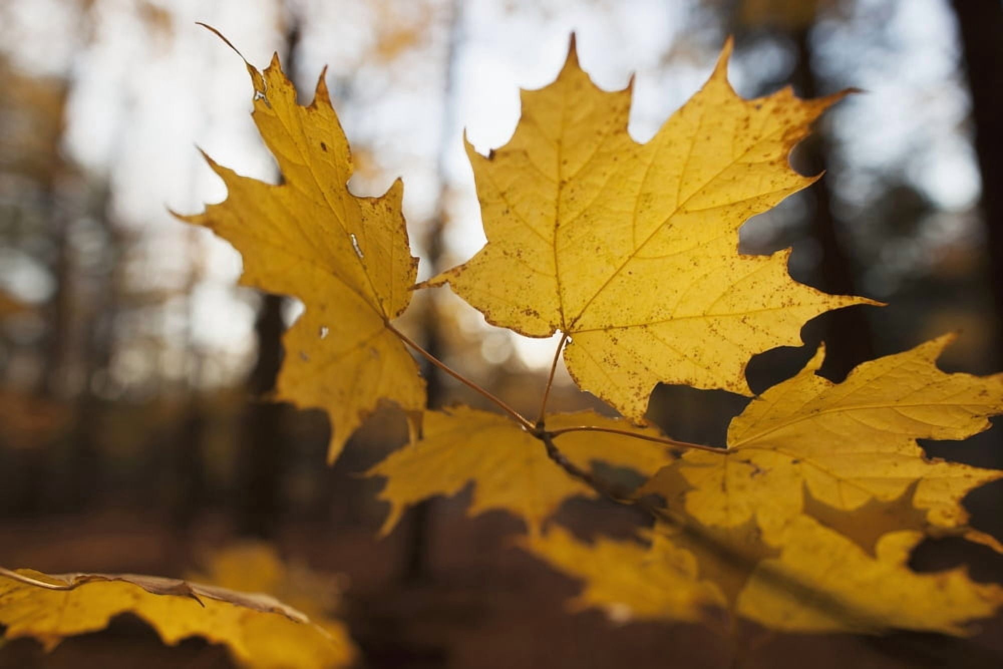 Golden coloured maple leaves in autumn Brampton Ontario Canada Canvas Art - Ron Bouwhuis Design Pics (18 x 12)