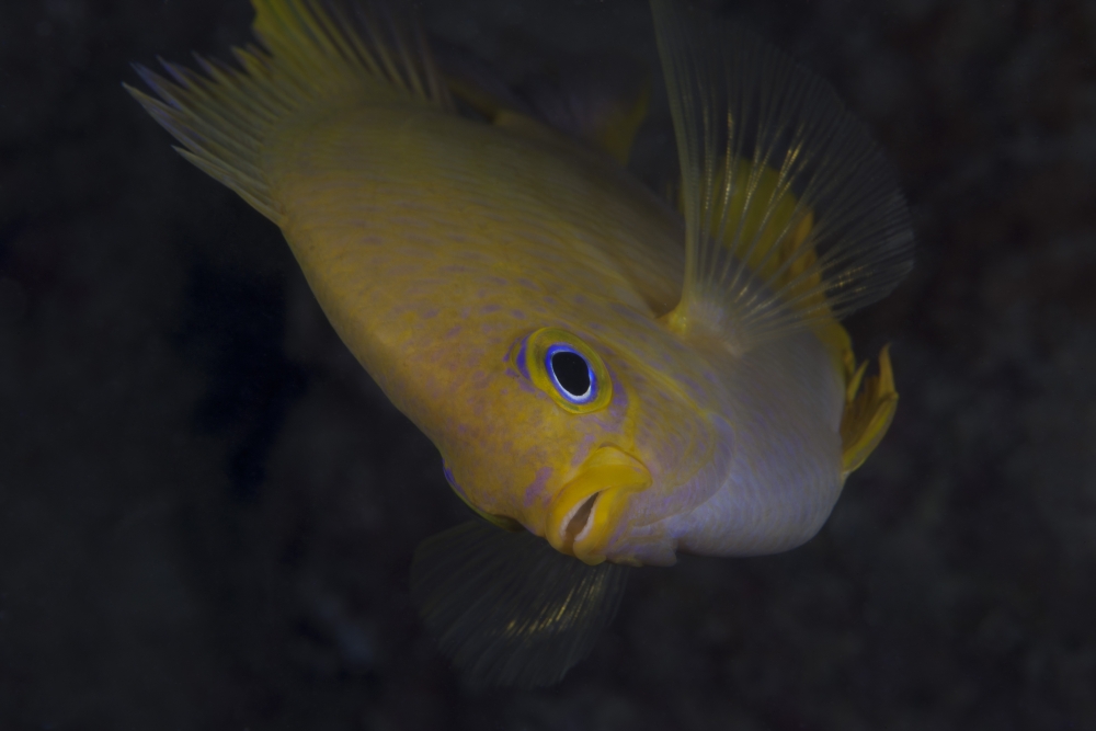 Golden damselfish Fiji Canvas Art - Terry MooreStocktrek Images (18 x 12)