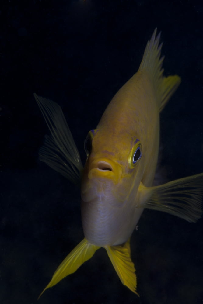 Golden damselfish front view Fiji Canvas Art - Terry MooreStocktrek Images (12 x 18)