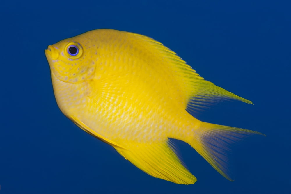 Golden damselfish side view Fiji Canvas Art - Terry MooreStocktrek Images (18 x 12)