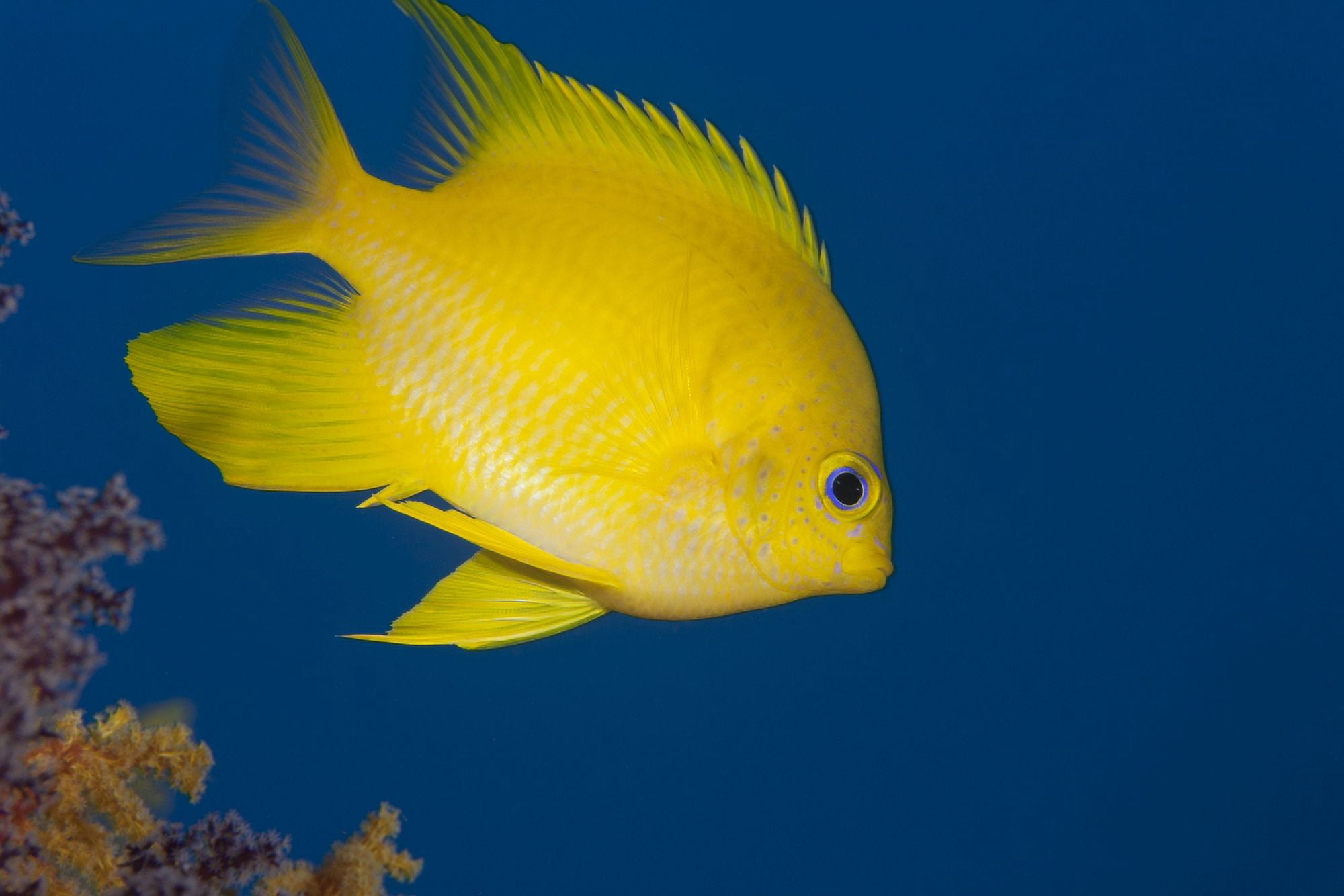 Golden damselfish side view Fiji Canvas Art - Terry MooreStocktrek Images (35 x 23)