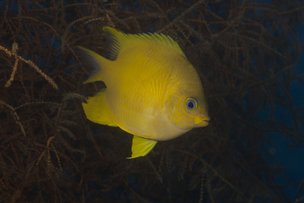 Golden damselfish swimming in soft coral Fiji Canvas Art - Terry MooreStocktrek Images (35 x 23)