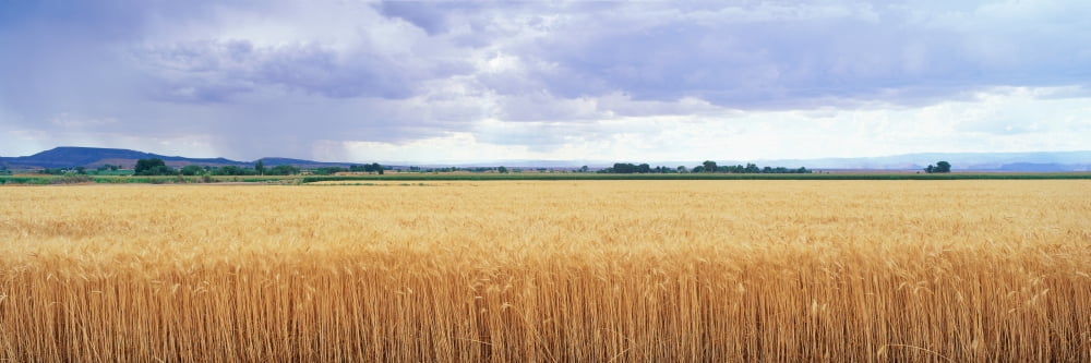 Golden field under overcast sky Canvas Art - Panoramic Images (36 x 12)
