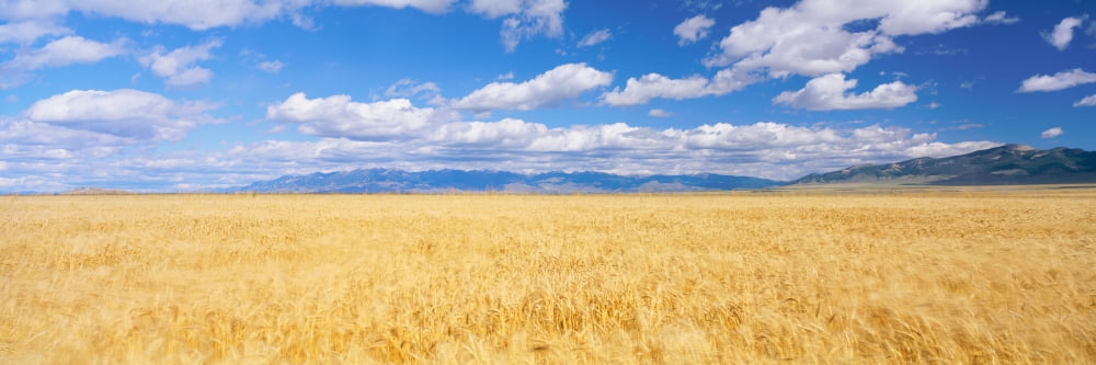 Golden field under sky with clouds Canvas Art - Panoramic Images (27 x 9)