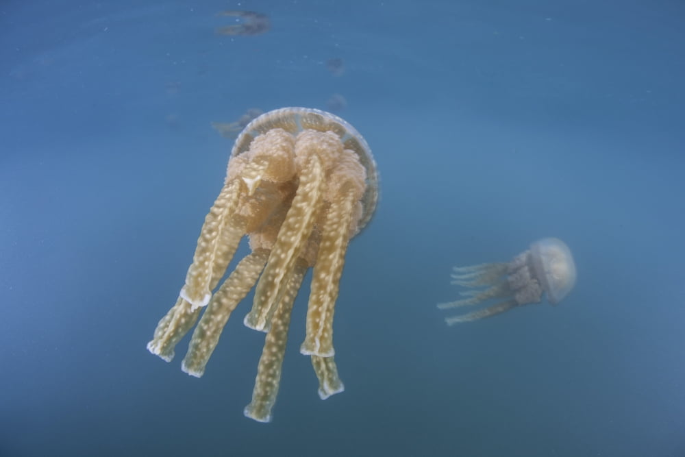 Golden jellyfish Raja Ampat Indonesia Canvas Art - Ethan DanielsStocktrek Images (34 x 23)