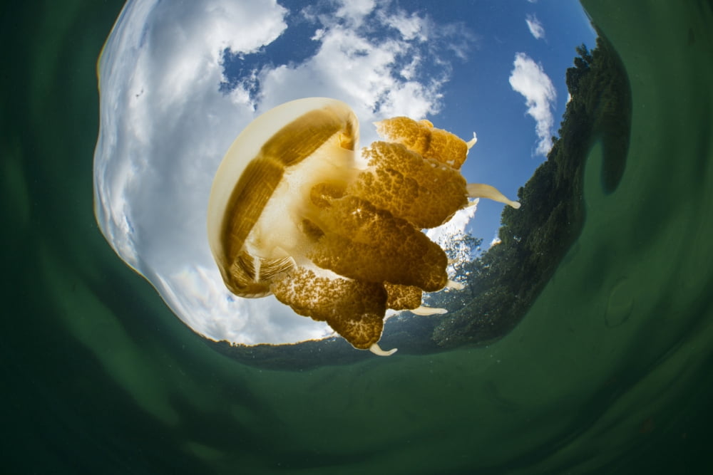 Golden jellyfish in Kakaban Lake Indonesia Canvas Art - Mathieu MeurStocktrek Images (17 x 12)