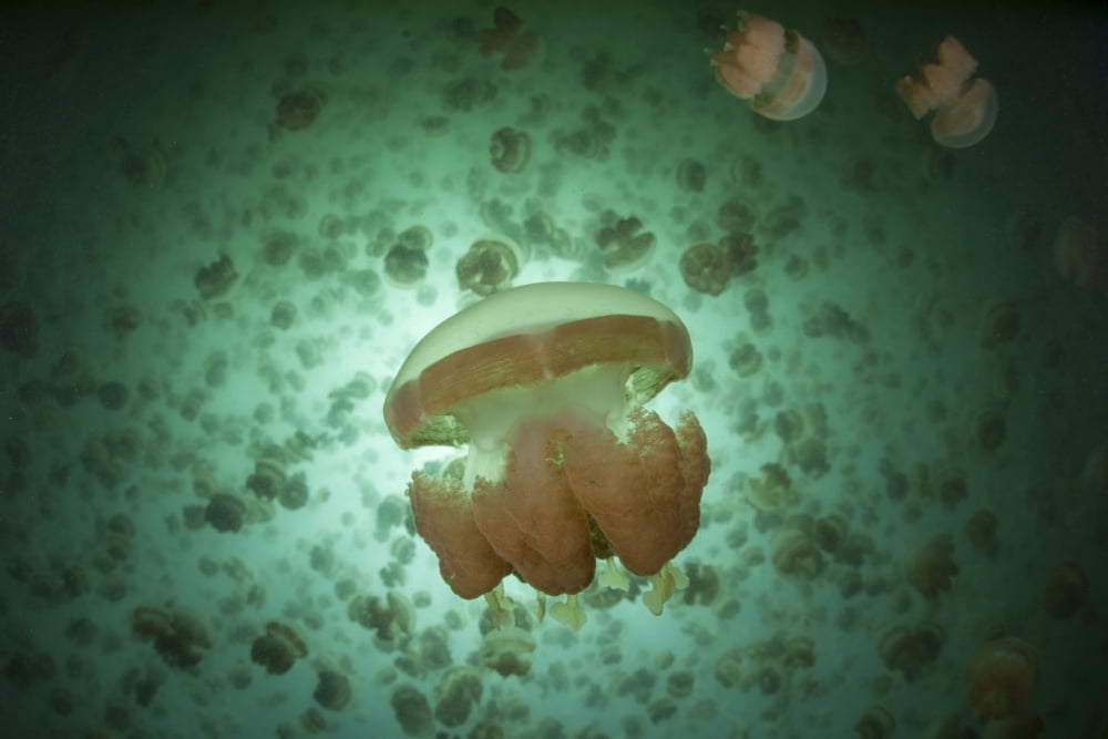 Golden jellyfish swim inside a lake in the Republic of Palau Canvas Art - Ethan DanielsStocktrek Images (17 x 12)
