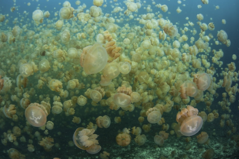 Golden jellyfish swim inside a lake in the Republic of Palau Canvas Art - Ethan DanielsStocktrek Images (17 x 12)