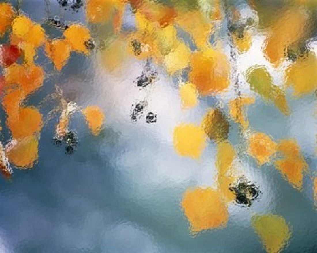 Golden leaves hanging above water Canvas Art - Panoramic Images (16 x 13)