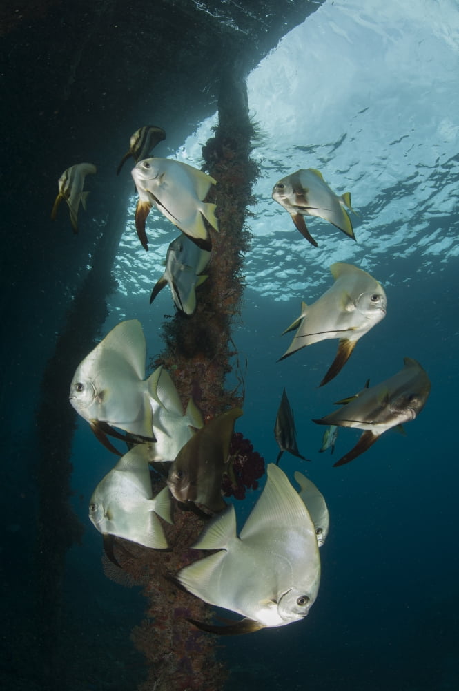 Golden spadefish gather under Arborek Jetty Raja Ampat Indonesia Canvas Art - Steve JonesStocktrek Images (12 x 18)