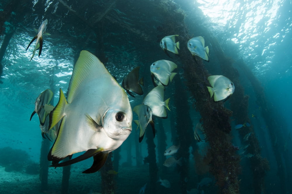 Golden spadefish gather under Arborek Jetty Raja Ampat Indonesia Canvas Art - Steve JonesStocktrek Images (35 x 23)