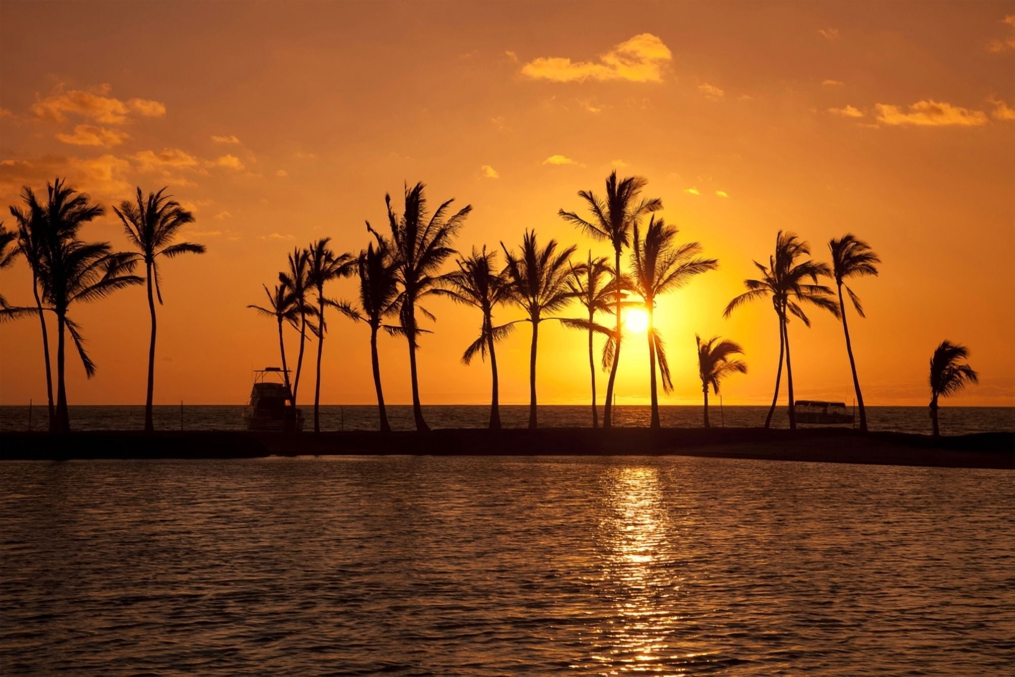 Golden sunset in an orange sky with silhouetted palm trees along the coastline Hawaii United States of America Canvas Art - Scott Mead Design Pics (19 x 12)