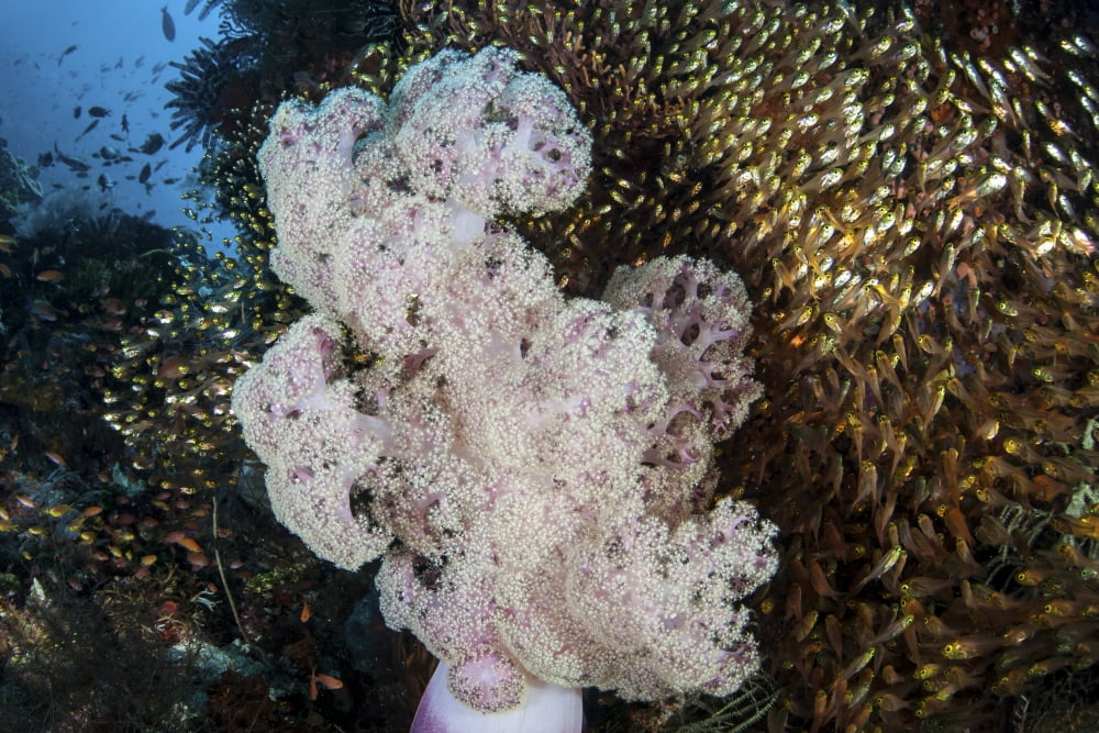 Golden sweepers surround a soft coral colony in Indonesia Canvas Art - Ethan DanielsStocktrek Images (17 x 12)