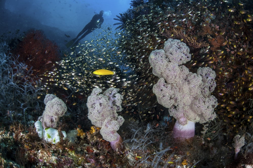 Golden sweepers surround soft corals in Indonesia Canvas Art - Ethan DanielsStocktrek Images (17 x 12)