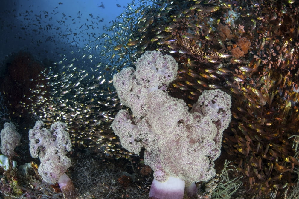 Golden sweepers surround soft corals in Indonesia Canvas Art - Ethan DanielsStocktrek Images (17 x 12)