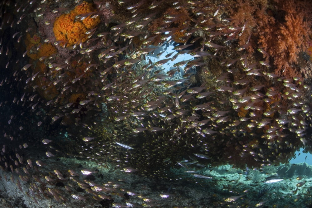 Golden sweepers swim under a coral bommie in Raja Ampat Indonesia Canvas Art - Ethan DanielsStocktrek Images (17 x 12)