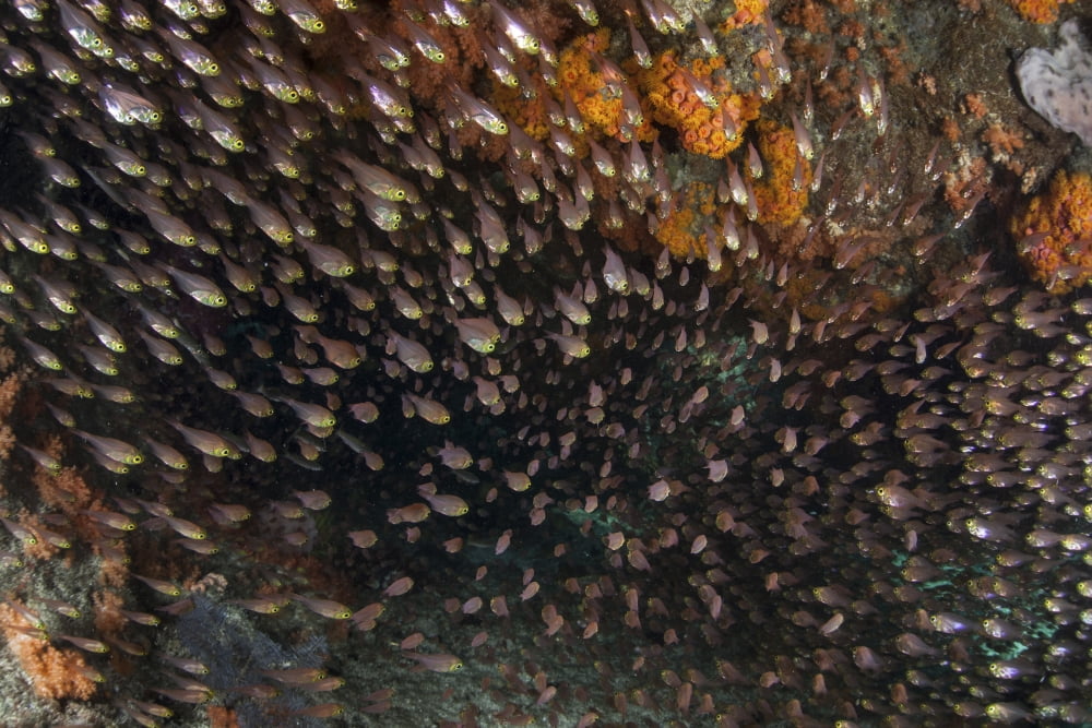 Golden sweepers swim under a coral bommie in Raja Ampat Indonesia Canvas Art - Ethan DanielsStocktrek Images (34 x 23)