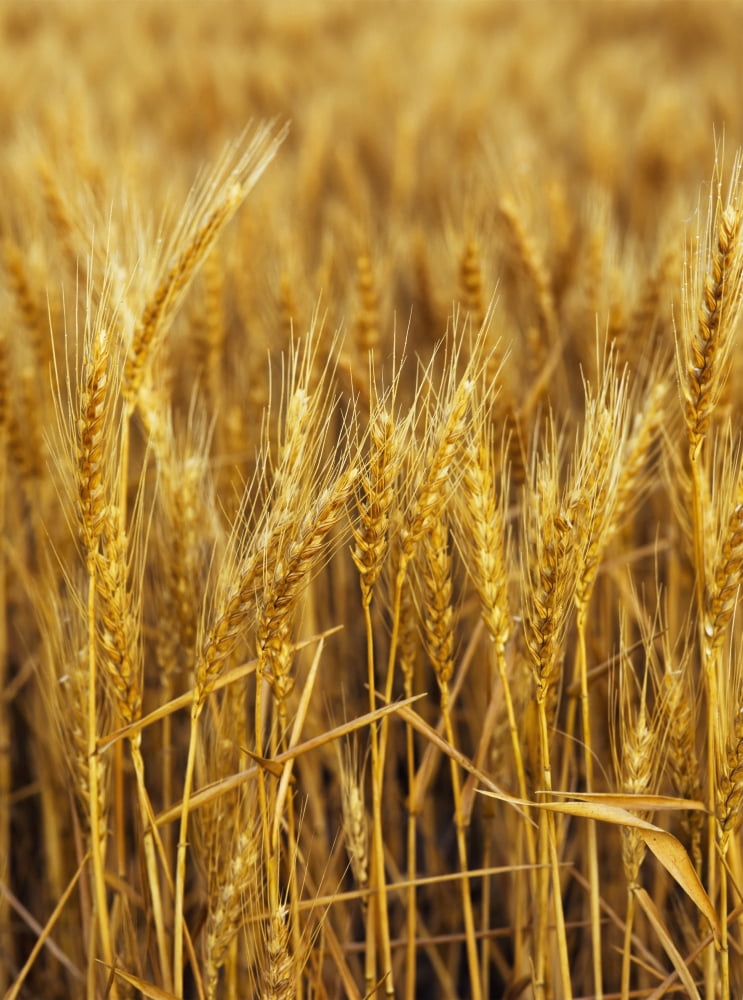 Golden wheat heads Chester Oklahoma United States of America Canvas Art - Robert L Potts Design Pics (13 x 18)