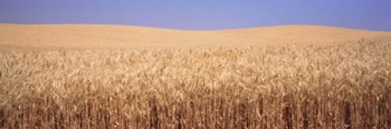 Golden wheat in a field Palouse Whitman County Washington State USA Canvas Art - Panoramic Images (36 x 12)