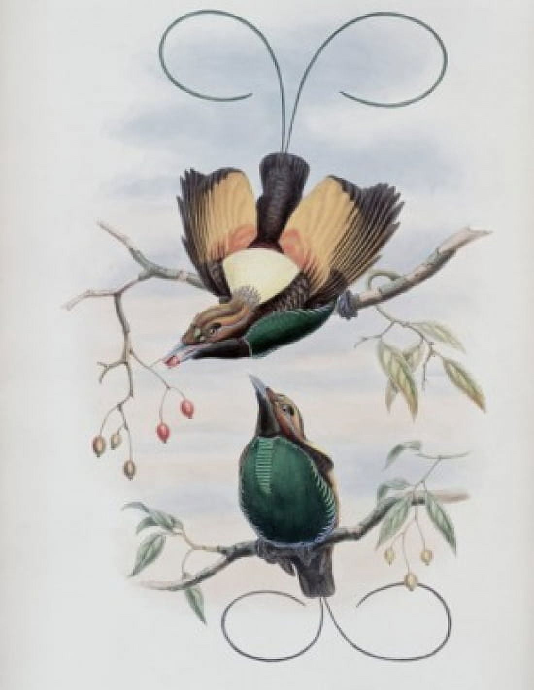 Golden-winged Bird Of Paradise John Gould (1804-1881 British) Canvas Art - John Gould (18 x 24)