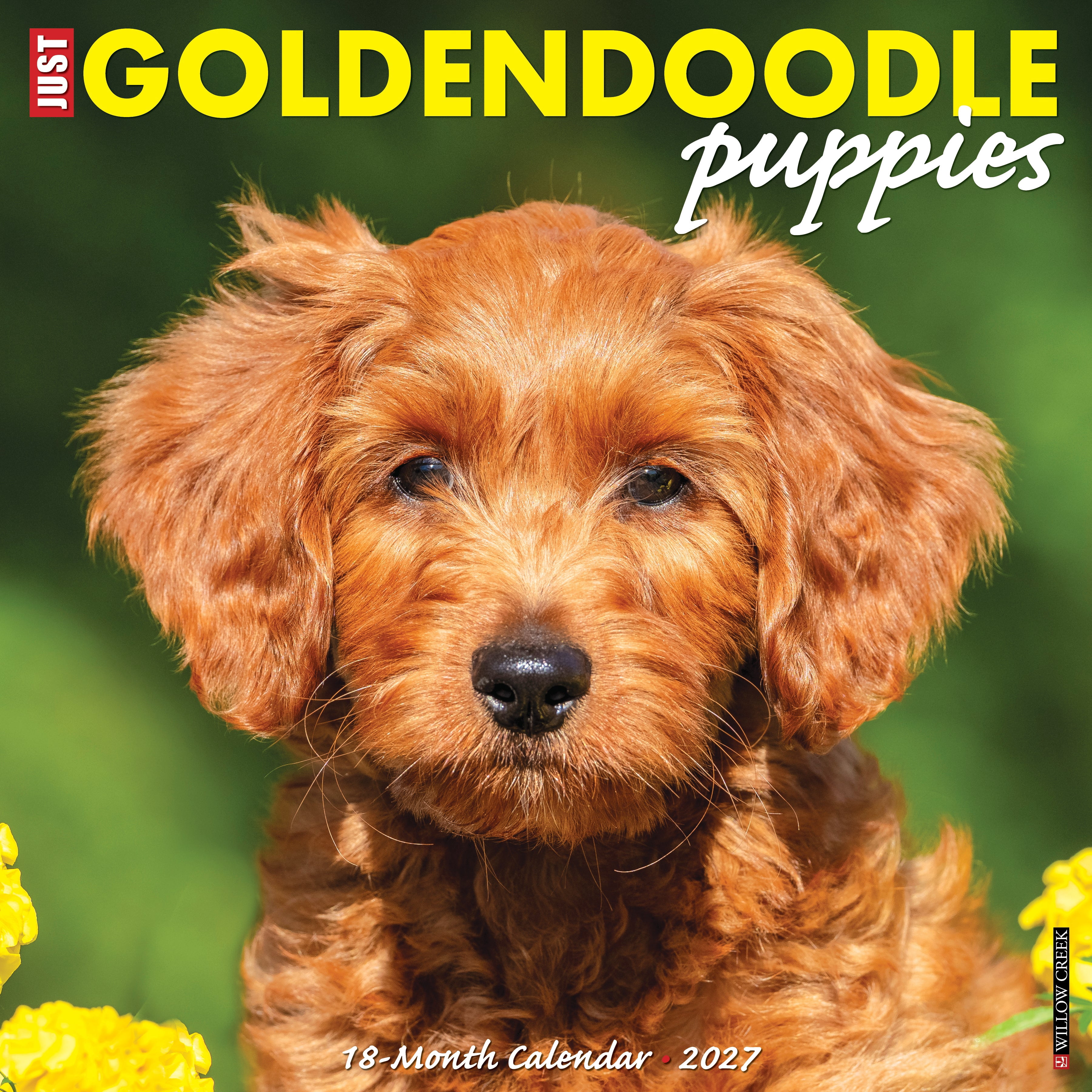 Willow Creek Press, Goldendoodle Puppies 2027 Wall Calendar