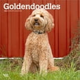 thumbnail image 1 of Goldendoodles | 2026 12x24" (Hanging) Square Wall Calendar | Plastic-Free, 1 of 9
