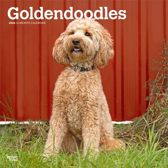 Goldendoodles | 2026 12x24" (Hanging) Square Wall Calendar | Plastic-Free