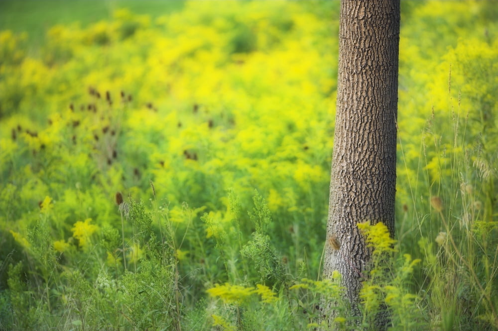 Goldenrod - Binbrook Conservation Area - Binbrook Ontario Canada Canvas Art - Darwin Wiggett Design Pics (17 x 11)