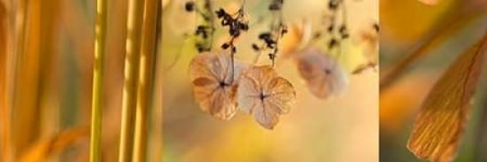 Goldenrod Collage Canvas Art - Cora Niele (8 x 24)