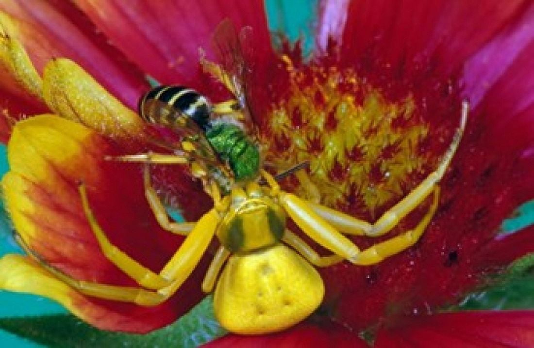 Goldenrod Crab Spider Canvas Art - Panoramic Images (19 x 12)