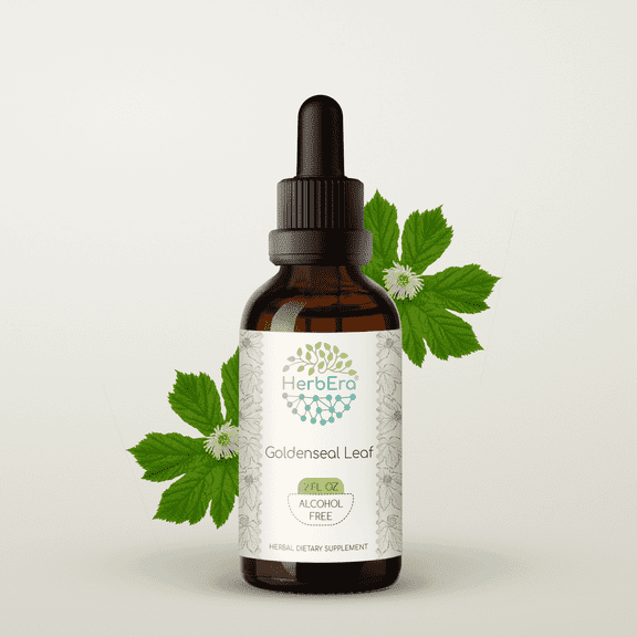 HerbEra Goldenseal Leaf Tincture, Herbal Dietary Supplement for Digestive Health, Goldenseal Leaf (Hydrastis canadensis) Dried Leaf Extract, Natural, Alcohol-Free, Drops 2 oz