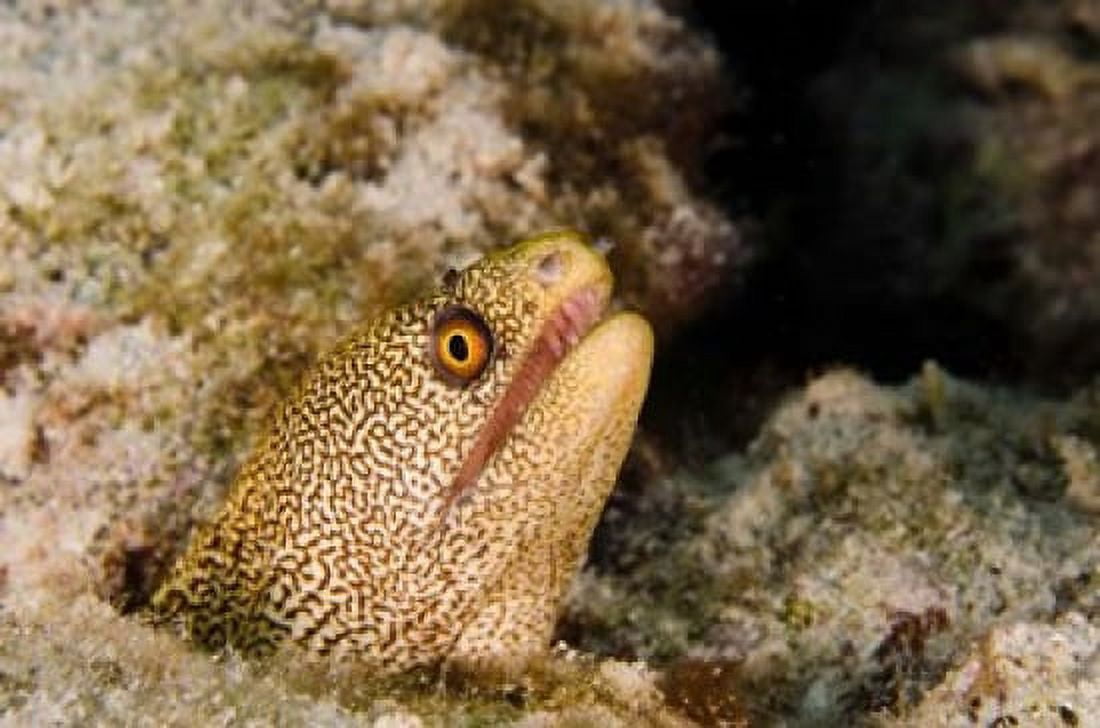 Goldentail Moray fish Bonaire Netherlands Antilles Canvas Art - Pete Oxford DanitaDelimont (36 x 24)