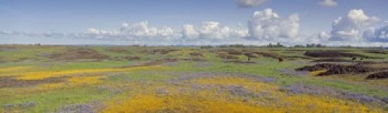 Goldfield flowers in a field Table Mountain Sierra Foothills California USA Canvas Art - Panoramic Images (38 x 12)